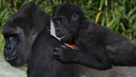 Забота о детёнышах влияет на репродуктивный успех самцов горилл