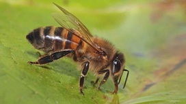 Пчёлы освоили профессию "водоносов", чтобы спасти улей от перегрева. 