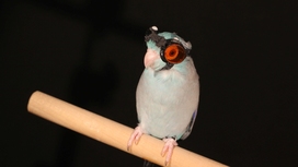 Попугай в защитных очках доказал, что люди ничего не знают о полётах птиц