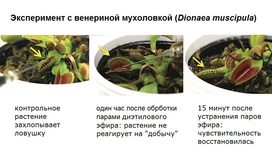 Исследователи выяснили, как анестезия действует на растения