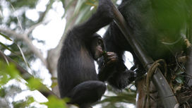 Диких шимпанзе уличили в пристрастии к выпивке