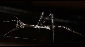 Учёные разобрались, как невидимые убийцы нападают на пауков в их же логове