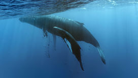 Древнейший усатый кит оказался исключением из всех правил