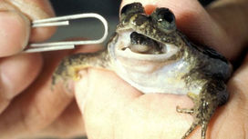 В Австралии клонировали вымерший вид лягушек, рожавших ртом