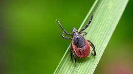 смотреть бесплатно уральские пельмени мясников укусил клещ. Смотреть фото смотреть бесплатно уральские пельмени мясников укусил клещ. Смотреть картинку смотреть бесплатно уральские пельмени мясников укусил клещ. Картинка про смотреть бесплатно уральские пельмени мясников укусил клещ. Фото смотреть бесплатно уральские пельмени мясников укусил клещ смотреть бесплатно уральские пельмени мясников укусил клещ. Смотреть фото смотреть бесплатно уральские пельмени мясников укусил клещ. Смотреть картинку смотреть бесплатно уральские пельмени мясников укусил клещ. Картинка про смотреть бесплатно уральские пельмени мясников укусил клещ. Фото смотреть бесплатно уральские пельмени мясников укусил клещ