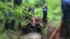 Спасение лося, угодившего в ловушку в Нижегородской области, сняли на видео