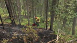 В России за сутки потушили 120 лесных пожаров