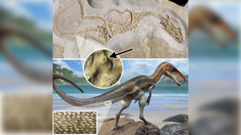 Вверху фотография окаменелости, внизу реконструкция облика динозавра. В круге увеличенное изображение чешуйки, которая, вероятно, была сенсорной.