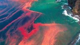"Красные приливы" – основная версия экологического бедствия на Камчатке