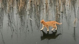 Челябинские коты научились ходить по воде