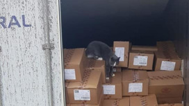 Украинский кот доплыл до Израиля на корабле в контейнере с конфетами
