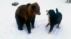В контактном зоопарке Ленобласти медведица подружилась с собаками