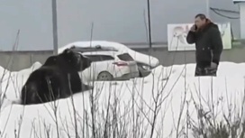 Мужчина убегал от медведя в Нижневартовске: что грозит хозяину косолапого