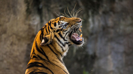 Жителям Хабаровска посоветовали защищаться от тигров трехметровым забором