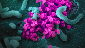 Биологи обнаружили ещё один опасный коронавирус, грозящий пандемией