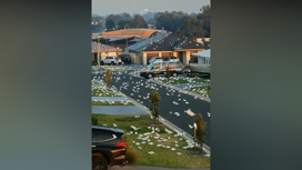 Тысячи попугаев заполонили австралийский городок