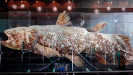 Впервые эту рыбу, считавшуюся вымершей десятки миллионов лет назад, обнаружили в водах Индийского океана в 1938 году.