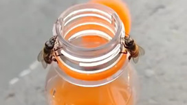 Видео: две пчелы откручивают крышку, чтобы добраться до сладкой газировки