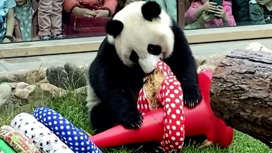 Панд Московского зоопарка порадовали в честь Дня защиты детей