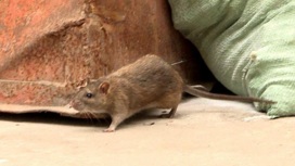 В центре Архангельска жители многоэтажки страдают от нашествия крыс