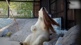 Белая медведица устроила танцы под "Оренбургский пуховый платок"
