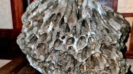 В Челябинской области нашли древние кораллы возраста минимум 66 млн лет