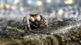 Паучье чутьё: пауки-скакунчики отличают живое от неживого