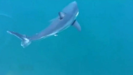 В Приморье отдыхающих предупредили о возможном появлении белых акул