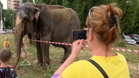 В Липецке на Советской улице паслись азиатские слоны