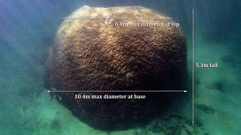 Огромный коралл нашли ныряльщики в Большом Барьерном рифе