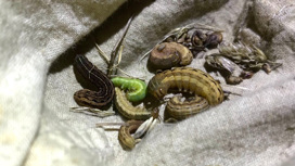 Гусеницы моли, пойманные во время исследований британских экологов.