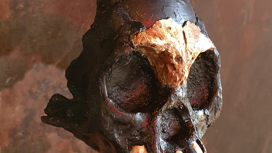В  Южной Африке нашли первый череп ребёнка вида Homo naledi