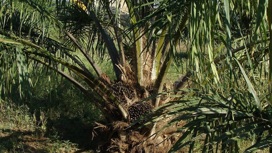 Компонент пальмового масла помогает распространению рака по организму