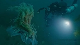 У берегов Приморья на видео попала самая большая в мире медуза