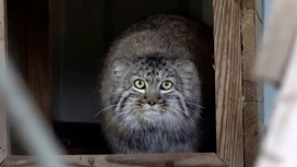 Алиса и Брунгильда: в Московском зоопарке появились котята манула