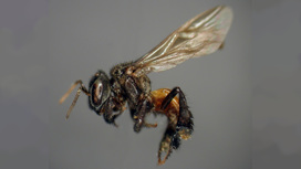 Бактерии превратили пчёл из Коста-Рики в любителей падали