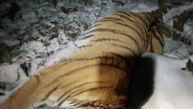 В Приморье ищут браконьеров, застреливших амурского тигра