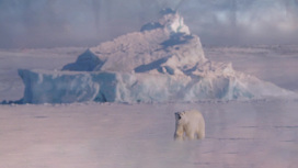 Уникальные кадры из Арктики можно увидеть в Москве