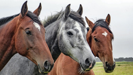 У диких лошадей нашли сложную социальную систему