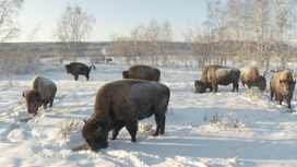 В Якутии восстанавливают популяцию бизонов