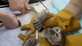 В зоопарке Челябинска обезьяне прописали массажи