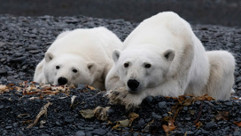 Экология на первом месте: "Роснефть" продолжит заботиться о белых медведях