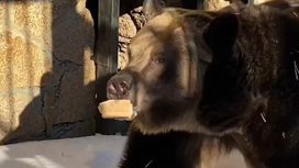 В частном зоопарке медведь убил кормившего его смотрителя