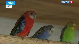 В Челябинске появилась ферма попугаев
