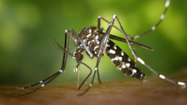В Роспотребнадзоре опасаются распространения инфекций, передающихся комарами