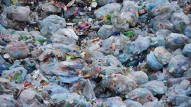 Очевидно, если пластик везде в окружающей среде, он рано или поздно попадёт во все живые организмы. Однако учёные не доверяют только логическим умозаключениям.