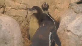 В Московском зоопарке самый смелый птенец пингвина вышел погулять