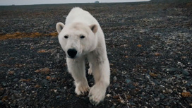 Антонов: Россия обеспокоена планами Арктического совета работать без ее участия