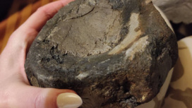 Палеонтологи из Самары нашли кости нового вида ихтиозавров