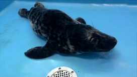 На побережье Финского залива найден истощенный детеныш тюленя
